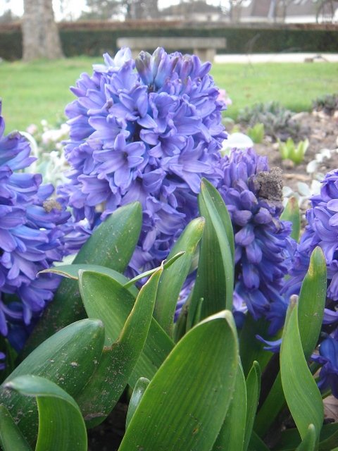 Hyacinthus orientalis 'Peter Stuyvesant' PB 8